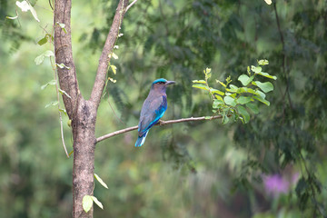 Beautiful blue bird, Indian roller or Blue jay ,its crown lower wings and tail are blue green in colour.