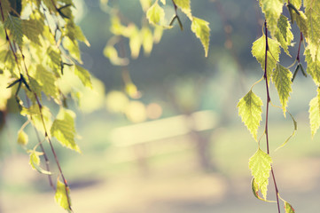 texture with leaves during sun dawn. Copy space