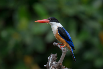 Fototapeta premium Black-Capped Kingfisher, usually seen on coastal waters and especially in mangroves, it is easily disturbed, but perches conspicuously and dives to catch fish but also feeds on large insects.
