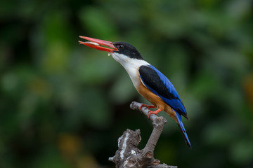 Black-Capped Kingfisher, usually seen on coastal waters and especially in mangroves, it is easily disturbed, but perches conspicuously and dives to catch fish but also feeds on large insects.