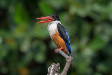 Black-Capped Kingfisher, usually seen on coastal waters and especially in mangroves, it is easily disturbed, but perches conspicuously and dives to catch fish but also feeds on large insects.