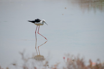 Black-winged stilt breeding habitat of all these stilts is marshes, shallow lakes and ponds. 