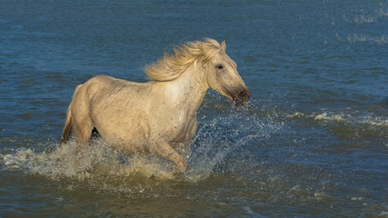 Fototapeta na wymiar Beautiful white horse running in the water, evening light 