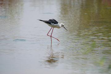 Black-winged stilt breeding habitat of all these stilts is marshes, shallow lakes and ponds. 