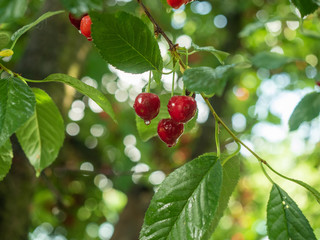 Cherry branch with green leaves and red ripe berries in fruit grove. Summer garden after rain. Some cherry hanging on the branch with drops of rain on it. Blurred background. Soft selective focus