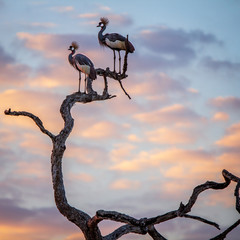 Crowned Cranes