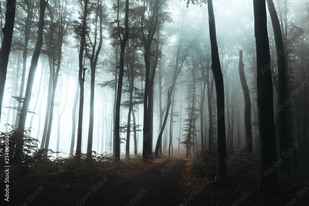 Fototapete Trail in dark foggy forest. Hard light coming from left side. Interesting tree at the end of the path