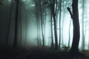 Spooky foggy forest trail. Dark trees in silhouettes with hard light coming from right. Horror...
