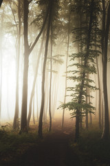 Path in fairy tale landscape inside foggy forest. Silhouette trees in moddy woodland