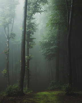 Fototapeta Bajkowy szlak w mglistym lesie. Fantazja straszny krajobraz w lesie