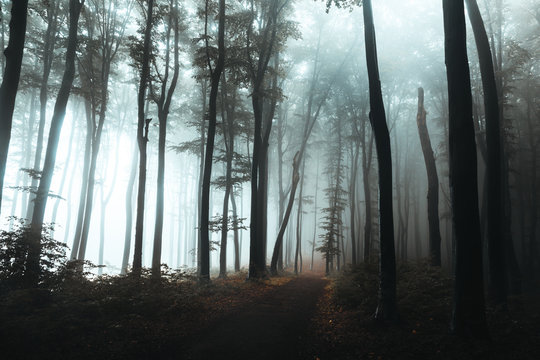 Fototapeta Trail in dark foggy forest. Hard light coming from left side. Interesting tree at the end of the path