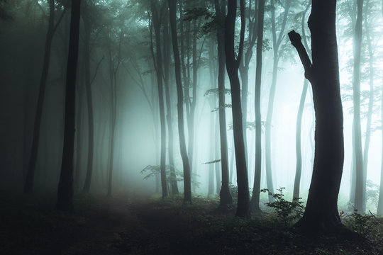 Fototapeta Spooky foggy forest trail. Dark trees in silhouettes with hard light coming from right. Horror landscape