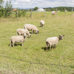 Obraz premium Sheep grazing on a meadow.