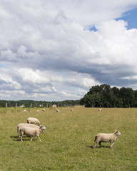Sheep grazing on a meadow.