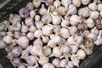 Garlic drying in a carrier.