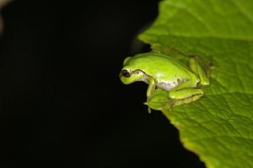 Tree Frog looking into the bottom
