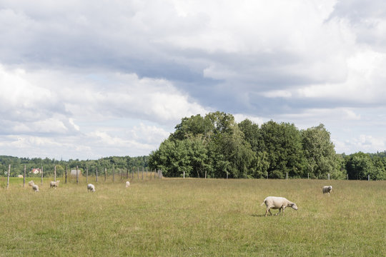 Sheep grazing on a meadow.