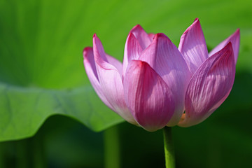 Blooming lotus flower, very beautiful