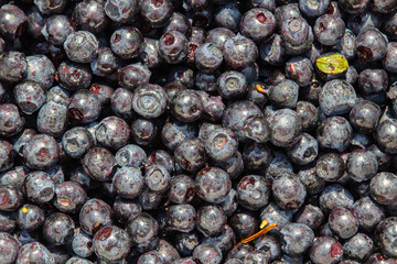 Handly collect blueberries, raw food texture photo with leave