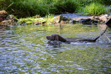 Weimaraner Cross swim in water with stones