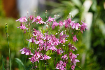 pink Aquilegia on the green field 