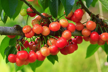 Mature large cherry hanging in a tree
