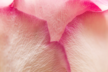 Soft floral pink abstract background. Macro blur flower. Pink rose.