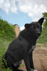 Black dog sitting on the road and looking to the camera