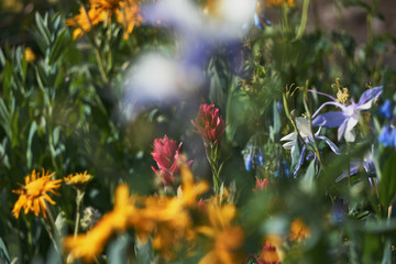 Rocky Mountain Wildflowers in full bloom