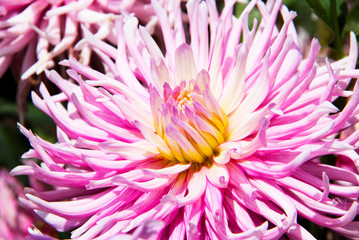 Light purple and yellow chrysanthemum flower close up in a garden