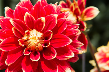 Close up of a red and gold blooming dahlia flower growing in the garden