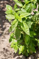 Close up of a green basil herb plant growing in the home garden. Organic urban gardening for healthier foods and saving money.