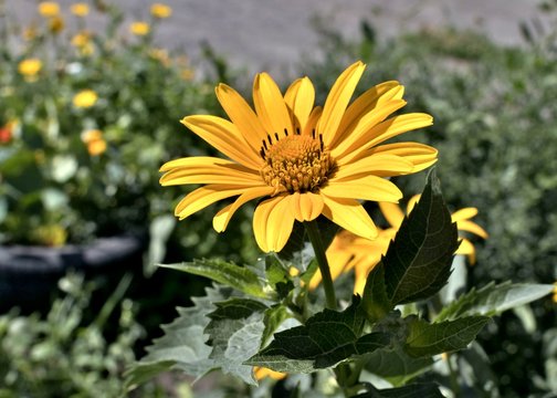 yellow flowers Sunny heliopsis
