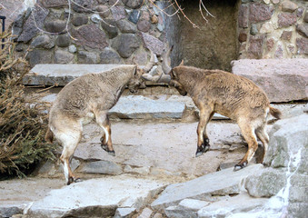 marriage tournament bouts of turs in springtime. Flock of Caucasian turs in the mountain.