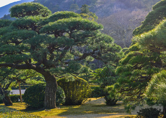 Trees at forest in sunny day