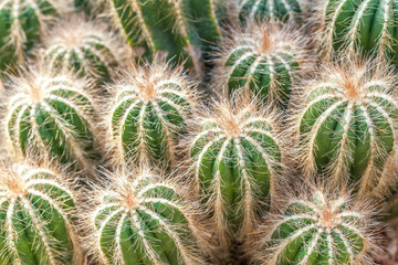 Naklejka na ściany i meble Group of green fluffy cactus, closeup.