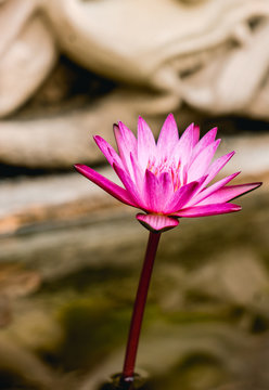A beautiful bright pink lotus flower is complimented on the clear water in front of the statue at some temple.