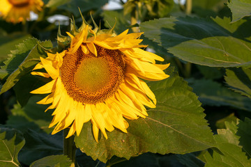 Sunflower field in morning sunlight