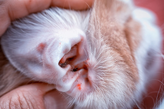 veterinarian's hands show the auricle of a cat infected with an ear mite, close up view