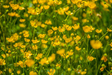 Obraz premium Yellow wildflowers nature texture