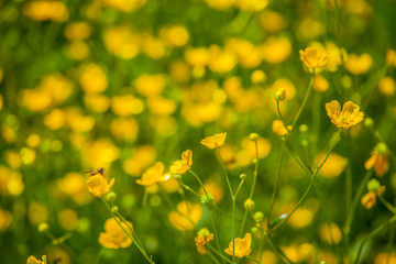 Yellow wildflowers nature texture