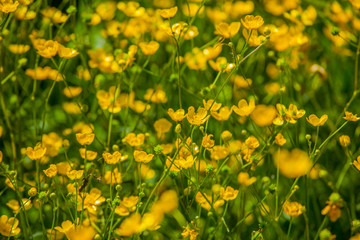 Yellow wildflowers nature texture