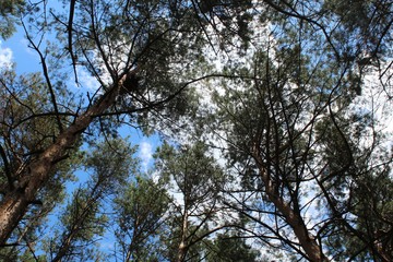 Peaks of pines on the background sky with clouds