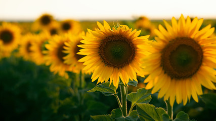 Fototapeta premium sunflower