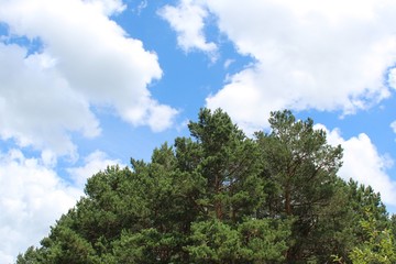 Pines on the background blue sky with clouds