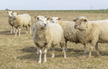 Fototapeta premium sheep on a meadow