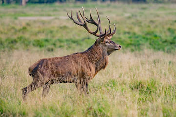 Naklejka na ściany i meble Red Deer Stags (Cervus elaphus)