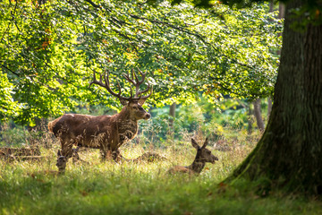 Red Deer Stags (Cervus elaphus)