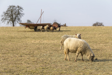 Obraz premium sheep on a meadow