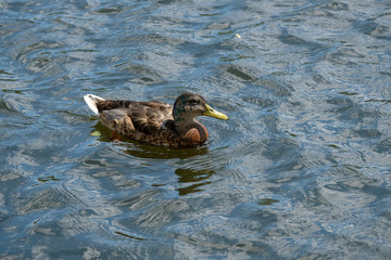 Ducks on the Moscow River. Moscow, Russia